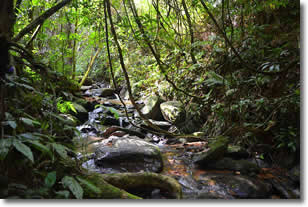 Thailand jungle expedition