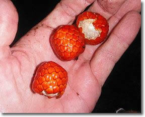 Wild vine fruit Thailand