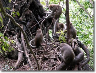 Long-tailed Macaques