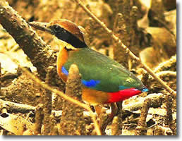 Mangrove Pitta image