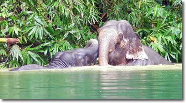 Khao Sok lake elephants playing