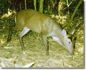 Fea's Muntjac, copyright A. J. Lynam.