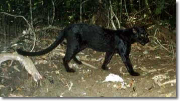 Leopard, copyright A. J. Lynam